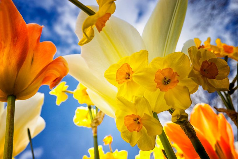 Look up, Daffodils and tulips, Dutch pride by Marly De Kok
