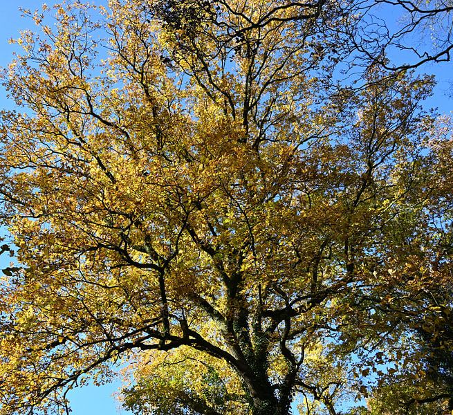 Kroon van een boom waar prachtig zonlicht doorheen valt. van Jose Lok