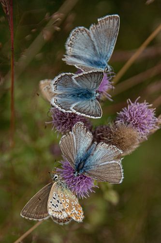 A butterfly festival in France