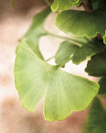 Mpts ginkgo iii, Debra Van Swearingen sur Wild Apple
