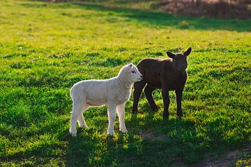 Twee lammeren in de wei