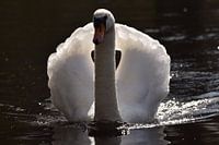 Swan in full splendour