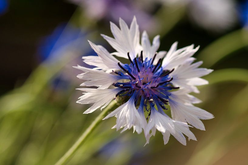 Blanc avec bleuet par Jolanda de Jong-Jansen