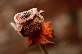 Hagebutte mit reifen