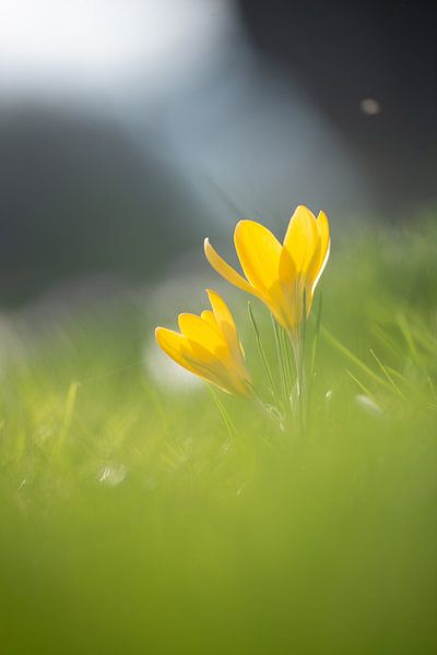 Krokus von Kim Meijer