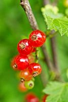 Red Current Berries String