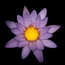 Beautiful lotus flower by Joost Potma thumbnail