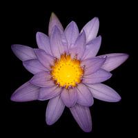 Beautiful lotus flower