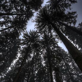 Bomen van onder van melvin leloup