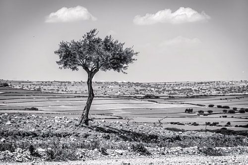 Arbre solitaire dans la campagne