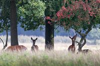 Edelherten in het Weerterbos