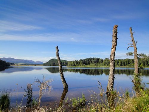 Dode bomen in Loch Jammer genoeg met bos en lucht op de achtergrond