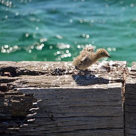 Poussins sur Sanne Lillian van Gastel