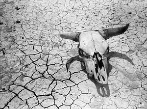 Koeiensschedel met hoorns en droge en gescheurde aarde in de badlands van Zuid Dakota 1936 van Atelier Liesjes