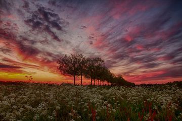 Printemps coloré sur Tom Kruissink