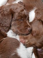 Slapende honden bijten niet
