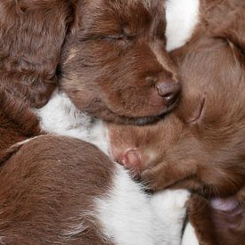 Slapende honden bijten niet van Birdy May