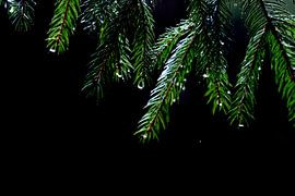 Regentropfen auf Tannennadeln. Zurückhaltend kommt auf Acryl oder Metall wunderbar zur Geltung. von Josine Claasen