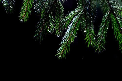 Regendruppels aan dennenaalden. Low-key komt mooi uit op acryl of metal.