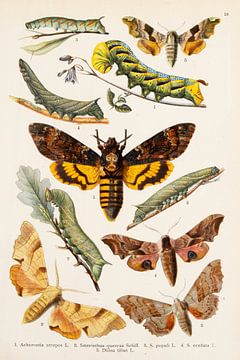 Antieke plaat met pijlstaartvlinders waaronder de doodshoofdvlinder van Studio Wunderkammer