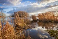 Grenze Biesbosch