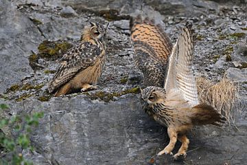 Northern Eagle Owl ( Bubo bubo ) two young birds, playing together in an an old quarry, cute and fun