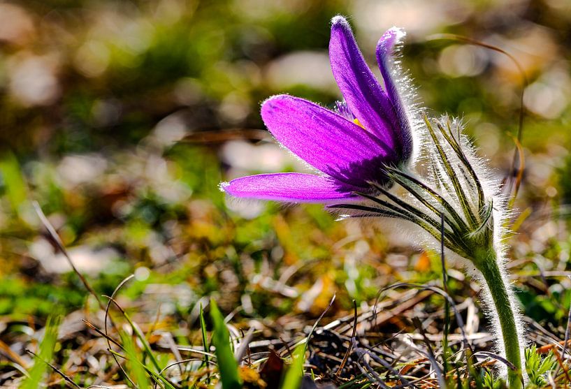 Slangenkruid tegen het licht - Delicate wilde bloem in de voorjaarszon van Fototante