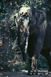 Asian elephant in dappled forest light