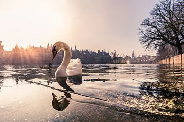 stately swan by Bert-Jan de Wagenaar