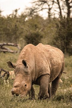 Rhinocéros blanc 1 sur Aniek - Through Blue eyes