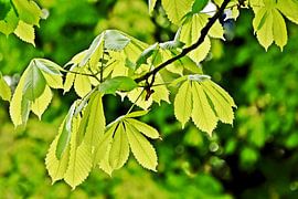 Verse kastanjebladeren in de zon van Werner Lehmann