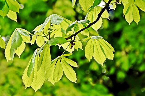 Verse kastanjebladeren in de zon