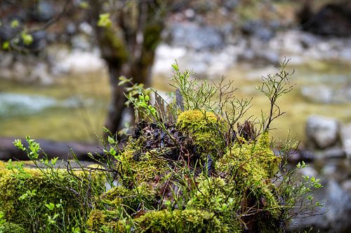 Eine kleine Welt auf einem Baumstumpf