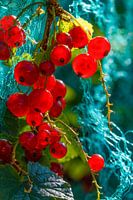 Johannisbeeren