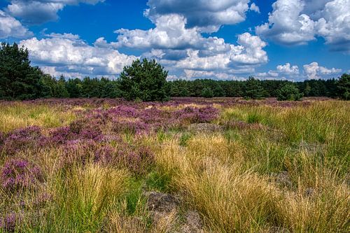 Blauwe luchten en paarse heide, de Weerterheide een lust voor het oog.