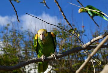 Nieuwsgierige papegaai van Pieter JF Smit