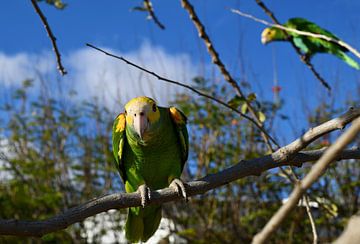 Curious parrot by Pieter JF Smit