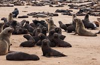 Cape Cross - Life in the colony