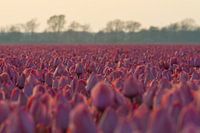 Veld Tulpen
