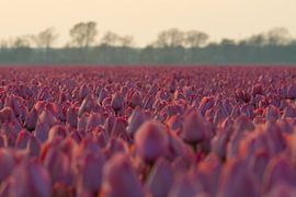 Veld Tulpen von Ronald Bruijniks