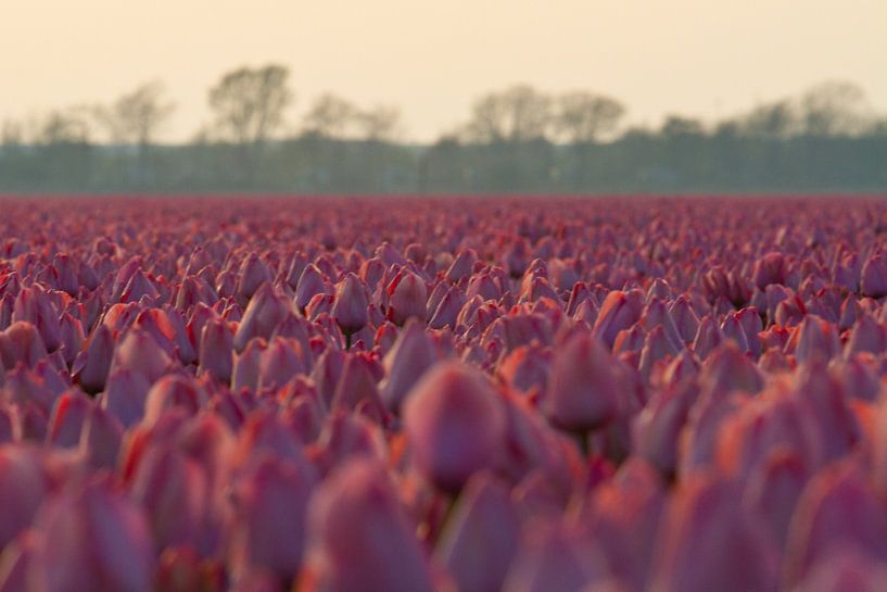 Veld Tulpen by Ronald Bruijniks
