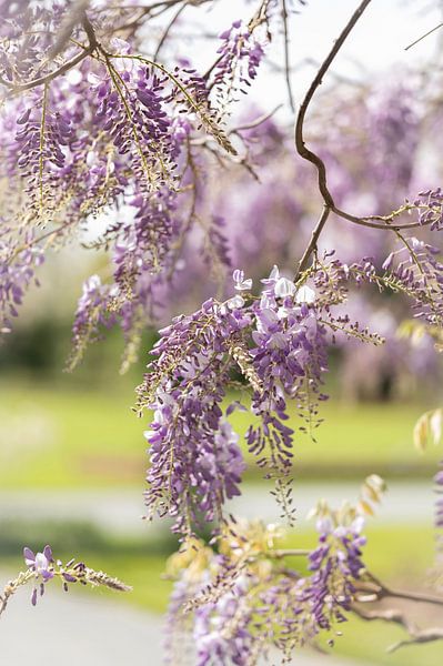 Der schöne blaue Regen im Sonnenlicht. von Robby's fotografie