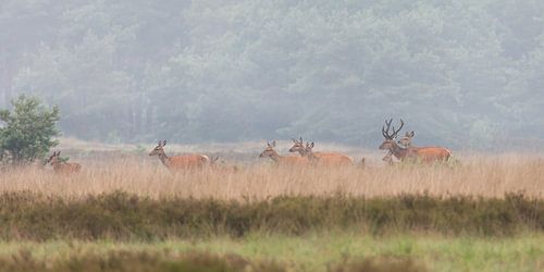 Edelherten op de heide bij Uddel, Veluwe