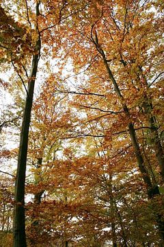 Verticaal perspectief van gouden herfstbladerdak