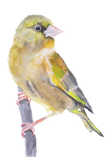 Der Grünfink Vogel Illustration von Angela Peters