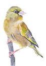 Der Grünfink Vogel Illustration von Angela Peters Miniaturansicht