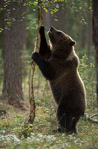Europäischer Braunbaer ( Ursus arctos ) auf Erkundungstour
