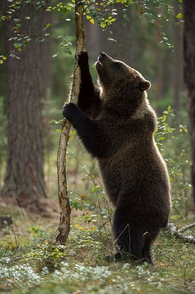 Europäischer Braunbaer ( Ursus arctos ) auf Erkundungstour von wunderbare Erde