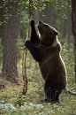 Europäischer Braunbaer ( Ursus arctos ) auf Erkundungstour von wunderbare Erde Miniaturansicht