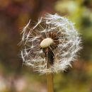 Löwenzahn mit Flusensamen von Sara in t Veld Fotografie Miniaturansicht